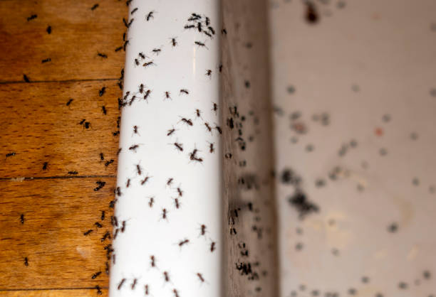 Flea Control Services in Hot Springs Village, AR