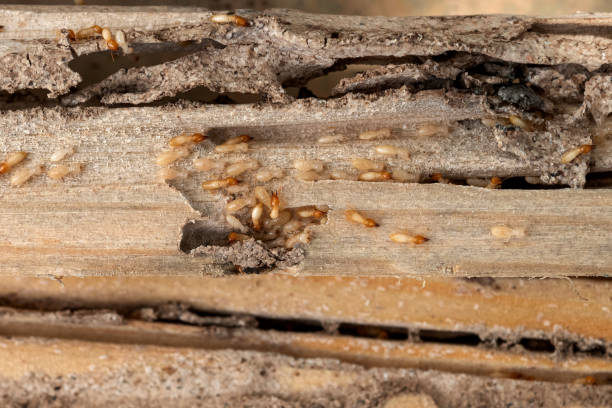 Best Termite Control Services  in Hot Springs Village, AR